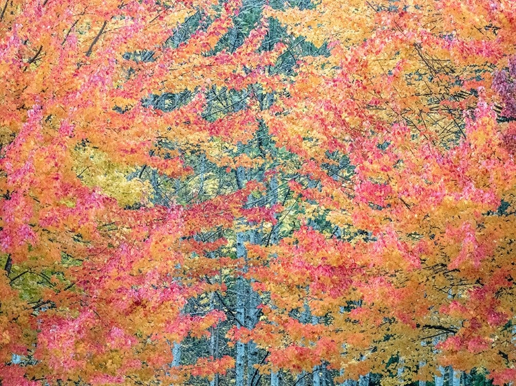 Picture of USA-WASHINGTON STATE-ISSAQUAH WITH FALL COLORED MAPLE TREES ALONG DOWNTOWN ROADS