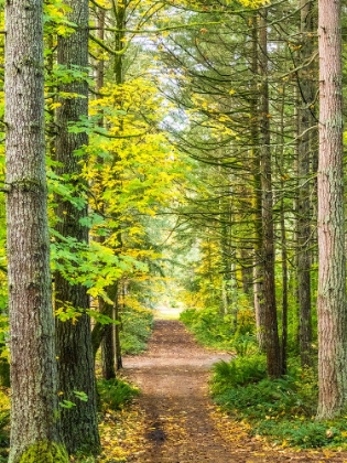 Picture of USA-WASHINGTON STATE-SAMMAMISH WITH TRAIL EDGED BY EVERGREENS AND MAPLE TREES
