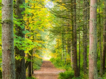 Picture of USA-WASHINGTON STATE-SAMMAMISH WITH TRAIL EDGED BY EVERGREENS AND MAPLE TREES