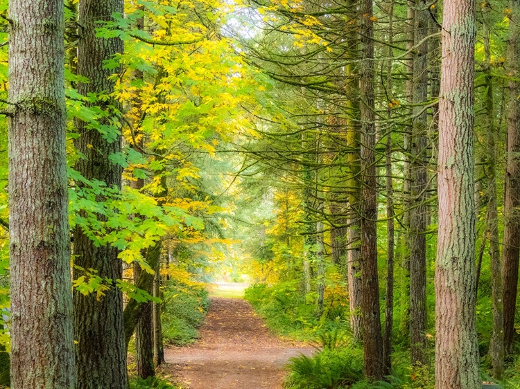 Picture of USA-WASHINGTON STATE-SAMMAMISH WITH TRAIL EDGED BY EVERGREENS AND MAPLE TREES