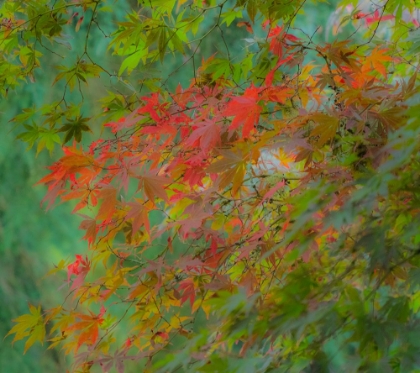 Picture of USA-WASHINGTON STATE-SAMMAMISH JAPANESE MAPLE LEAVES WITH FALL COLORS