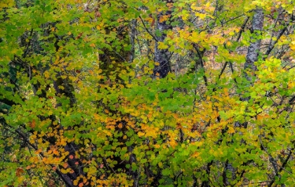 Picture of USA-WASHINGTON STATE-SAMMAMISH JAPANESE MAPLE LEAVES WITH FALL COLORS