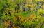 Picture of USA-WASHINGTON STATE-SAMMAMISH JAPANESE MAPLE LEAVES WITH FALL COLORS