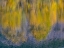 Picture of USA-WASHINGTON STATE-EASTON AND FALL COLORS OF COTTONWOODS IN SMALL POND