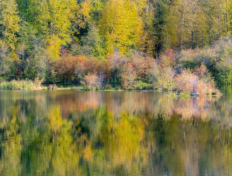 Picture of USA-WASHINGTON STATE-EASTON AND FALL COLORS OF COTTONWOODS IN SMALL POND