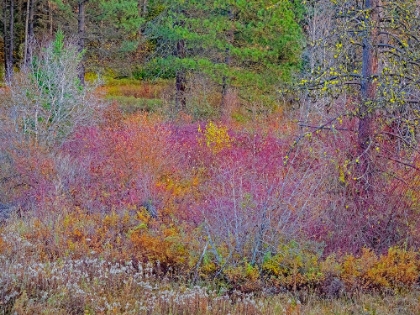 Picture of USA-WASHINGTON STATE-SWAUK CREEK JUST OFF OF HIGHWAY 97 WITH FALL COLORS ON VINE MAPLE