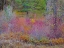 Picture of USA-WASHINGTON STATE-SWAUK CREEK JUST OFF OF HIGHWAY 97 WITH FALL COLORS ON VINE MAPLE