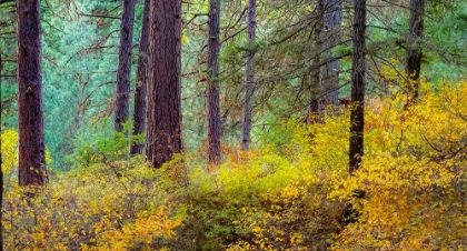 Picture of USA-WASHINGTON STATE-OFF HIGHWAY 97 PONDEROSA PINE WITH GOLDEN CARPET BELOW