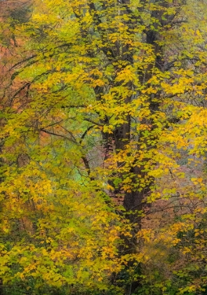 Picture of USA-WASHINGTON STATE-EASTON AND FALL COLORS ON BIG LEAF MAPLE AND VINE MAPLE