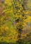Picture of USA-WASHINGTON STATE-EASTON AND FALL COLORS ON BIG LEAF MAPLE AND VINE MAPLE