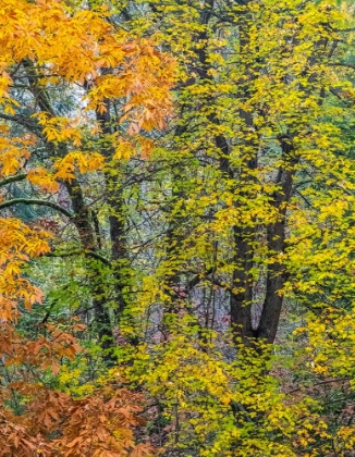 Picture of USA-WASHINGTON STATE-EASTON AND FALL COLORS ON BIG LEAF MAPLE AND VINE MAPLE