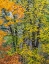 Picture of USA-WASHINGTON STATE-EASTON AND FALL COLORS ON BIG LEAF MAPLE AND VINE MAPLE