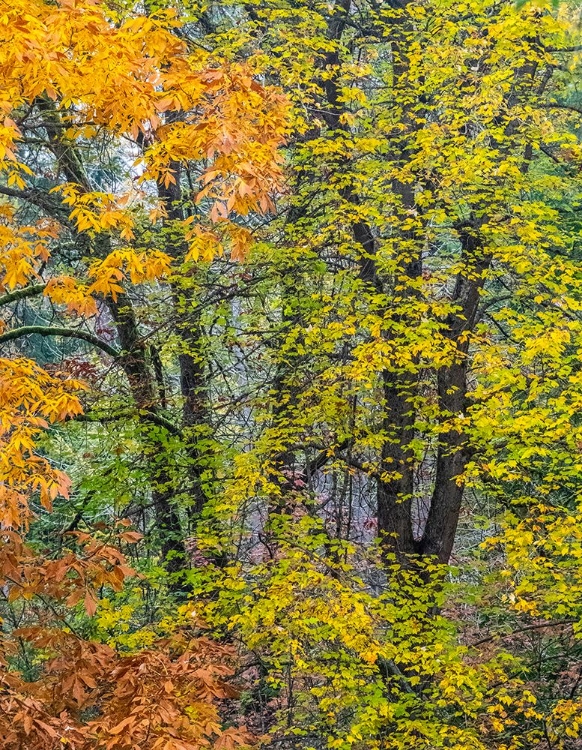 Picture of USA-WASHINGTON STATE-EASTON AND FALL COLORS ON BIG LEAF MAPLE AND VINE MAPLE