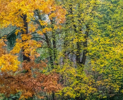 Picture of USA-WASHINGTON STATE-EASTON AND FALL COLORS ON BIG LEAF MAPLE AND VINE MAPLE