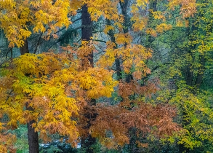 Picture of USA-WASHINGTON STATE-EASTON AND FALL COLORS ON BIG LEAF MAPLE AND VINE MAPLE