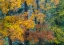 Picture of USA-WASHINGTON STATE-EASTON AND FALL COLORS ON BIG LEAF MAPLE AND VINE MAPLE
