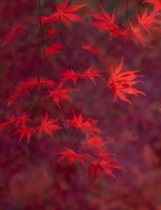 Picture of USA-WASHINGTON STATE-PACIFIC NORTHWEST-SAMMAMISH AND RED JAPANESE MAPLE LEAVES
