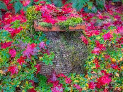 Picture of USA-WASHINGTON STATE-PACIFIC NORTHWEST-SAMMAMISH AND RED JAPANESE MAPLE LEAVES FALLEN AROUND POT