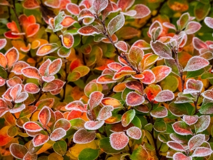 Picture of USA-WASHINGTON STATE-PACIFIC NORTHWEST SAMMAMISH FROST RIMMED BARBERRY