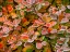Picture of USA-WASHINGTON STATE-PACIFIC NORTHWEST SAMMAMISH FROST RIMMED BARBERRY