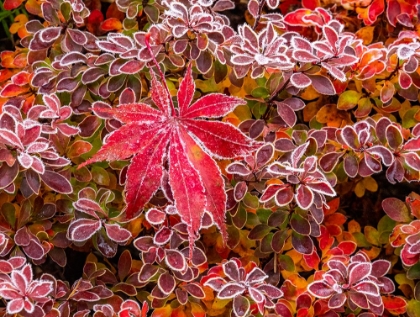 Picture of USA-WASHINGTON STATE-PACIFIC NORTHWEST SAMMAMISH FROST RIMMED BARBERRY