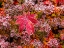 Picture of USA-WASHINGTON STATE-PACIFIC NORTHWEST SAMMAMISH FROST RIMMED BARBERRY