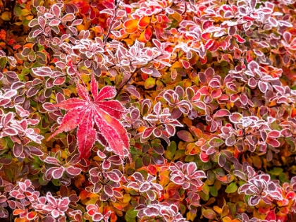 Picture of USA-WASHINGTON STATE-PACIFIC NORTHWEST SAMMAMISH FROST RIMMED BARBERRY