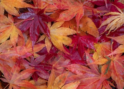 Picture of USA-WASHINGTON STATE-PACIFIC NORTHWEST-SAMMAMISH AND RED JAPANESE MAPLE LEAVES FALLEN ON GROUND