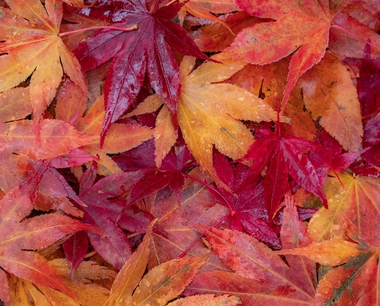 Picture of USA-WASHINGTON STATE-PACIFIC NORTHWEST-SAMMAMISH AND RED JAPANESE MAPLE LEAVES FALLEN ON GROUND