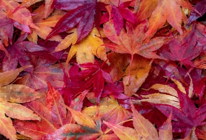Picture of USA-WASHINGTON STATE-PACIFIC NORTHWEST-SAMMAMISH AND RED JAPANESE MAPLE LEAVES FALLEN ON GROUND