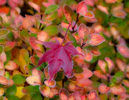 Picture of USA-WASHINGTON STATE-PACIFIC NORTHWEST SAMMAMISH FROST RIMMED BARBERRY