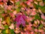 Picture of USA-WASHINGTON STATE-PACIFIC NORTHWEST SAMMAMISH FROST RIMMED BARBERRY