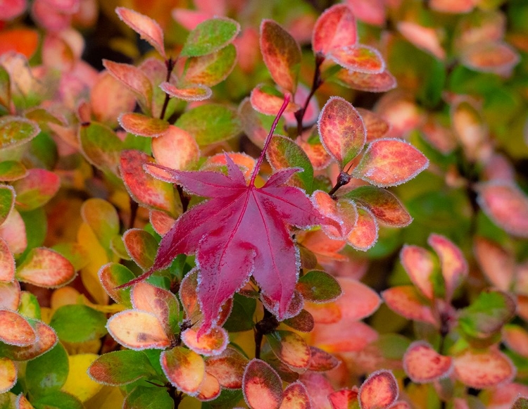 Picture of USA-WASHINGTON STATE-PACIFIC NORTHWEST SAMMAMISH FROST RIMMED BARBERRY