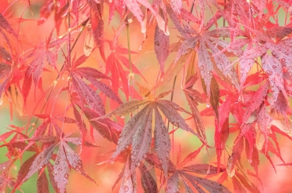 Picture of USA-WASHINGTON STATE-PACIFIC NORTHWEST-SAMMAMISH AND RED JAPANESE MAPLE LEAVES WITH DEWDROPS