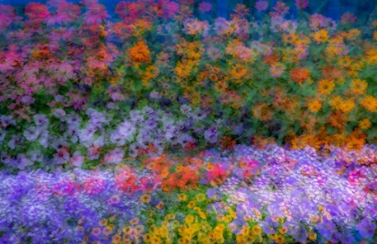 Picture of USA-WASHINGTON STATE-PACIFIC NORTHWEST-SAMMAMISH COLORFUL FLOWERS AND BLUE PICKET FENCE