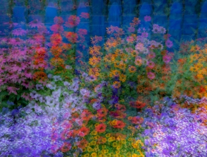 Picture of USA-WASHINGTON STATE-PACIFIC NORTHWEST-SAMMAMISH COLORFUL FLOWERS AND BLUE PICKET FENCE