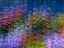 Picture of USA-WASHINGTON STATE-PACIFIC NORTHWEST-SAMMAMISH COLORFUL FLOWERS AND BLUE PICKET FENCE