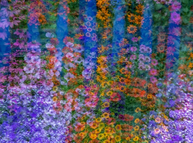 Picture of USA-WASHINGTON STATE-PACIFIC NORTHWEST-SAMMAMISH COLORFUL FLOWERS AND BLUE PICKET FENCE