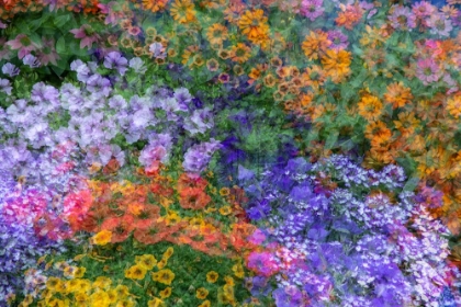 Picture of USA-WASHINGTON STATE-PACIFIC NORTHWEST-SAMMAMISH COLORFUL FLOWERS AND BLUE PICKET FENCE