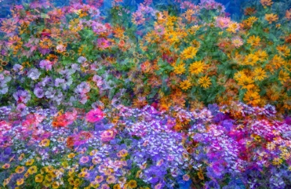 Picture of USA-WASHINGTON STATE-PACIFIC NORTHWEST-SAMMAMISH COLORFUL FLOWERS AND BLUE PICKET FENCE