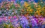 Picture of USA-WASHINGTON STATE-PACIFIC NORTHWEST-SAMMAMISH COLORFUL FLOWERS AND BLUE PICKET FENCE