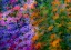 Picture of USA-WASHINGTON STATE-PACIFIC NORTHWEST-SAMMAMISH COLORFUL FLOWERS AND BLUE PICKET FENCE