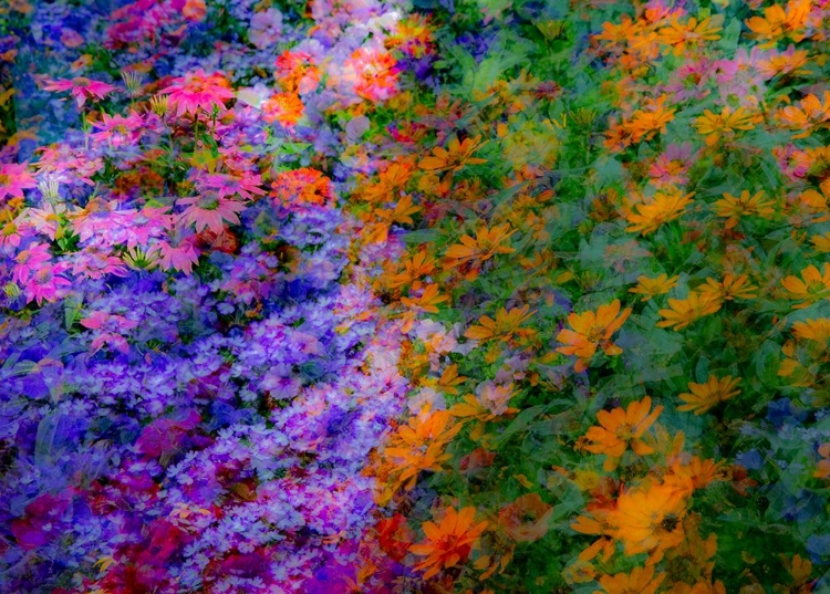 Picture of USA-WASHINGTON STATE-PACIFIC NORTHWEST-SAMMAMISH COLORFUL FLOWERS AND BLUE PICKET FENCE