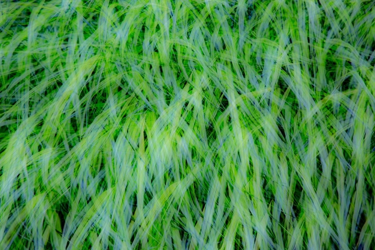 Picture of USA-WASHINGTON STATE-PACIFIC NORTHWEST SAMMAMISH WITH GREEN GRASSES