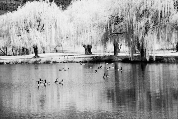 Picture of USA-WASHINGTON STATE-EASTERN WASHINGTON-WEEPING WILLOW TREE REFLECTING IN POND