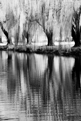 Picture of USA-WASHINGTON STATE-EASTERN WASHINGTON-WEEPING WILLOW TREE REFLECTING IN POND