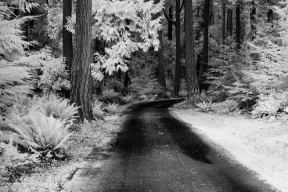 Picture of USA-WASHINGTON STATE-SKAGIT VALLEY-COUNTRY BACKROAD THROUGH FOREST
