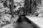 Picture of USA-WASHINGTON STATE-SKAGIT VALLEY-COUNTRY BACKROAD THROUGH FOREST