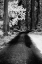Picture of USA-WASHINGTON STATE-SKAGIT VALLEY-COUNTRY BACKROAD THROUGH FOREST