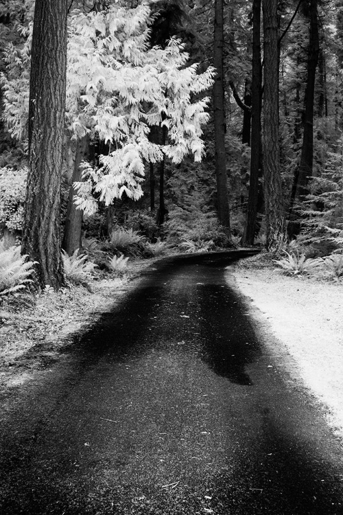 Picture of USA-WASHINGTON STATE-SKAGIT VALLEY-COUNTRY BACKROAD THROUGH FOREST